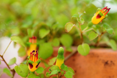 Fuchsia_procumbens.JPG