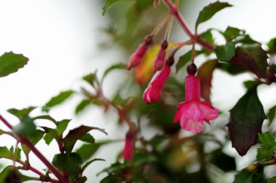 Fuchsia_microphylla.JPG