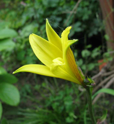 Hemerocallis_1_1024x768.jpg