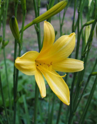 Hemerocallis_2_1024x768.jpg