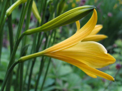 Hemerocallis_2_Seitenansicht_1024x768.jpg