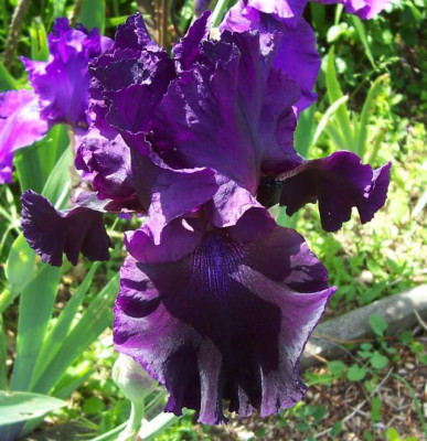 Juni_10._076_Draculas_Shadow.jpg