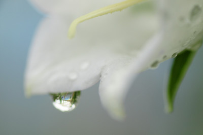 Tropfen_an_Glockenblume.JPG