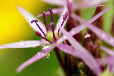 Tropfen_an_Allium.JPG