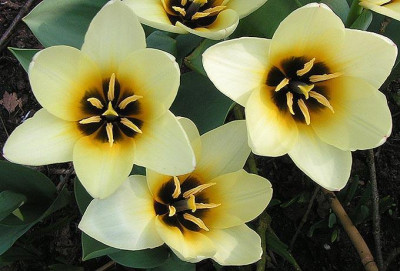 Tulipa_Concerto_sperrend_300305.jpg