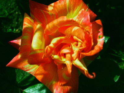 Caribia05-06-10.jpg