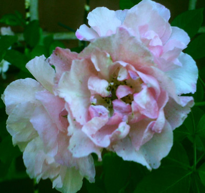 Indra06-06-10.jpg