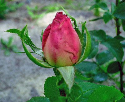 Souvenir-de-Mme-Salati-Mong.jpg
