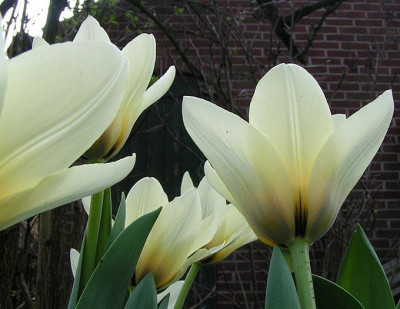 Tulipa_Concerto_300305.jpg