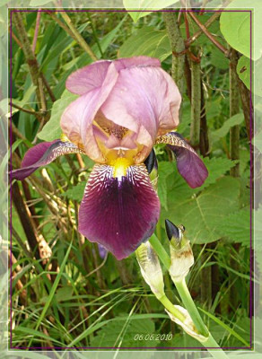 Hohe_violett_2farbig_1.JPG