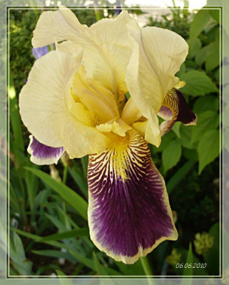 cremegelb-violett.JPG
