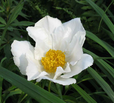 Peonia_lactiflora_Jan_van_Leuwen_1024x768.JPG