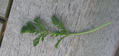 erodium_blatt.jpg