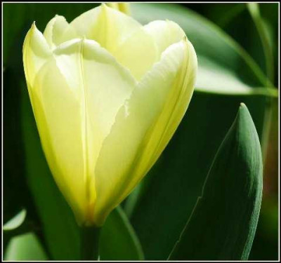 Tulipa_Purissima_-The_White_Emperor_03-04-05.jpg