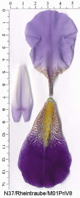 Rheintraube-a.jpg