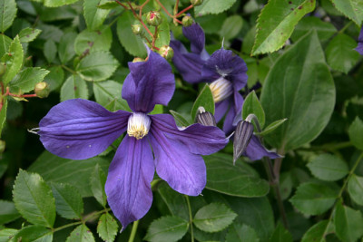 Cl.int.Durandi0309a.jpg