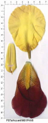 Accent_F07a_M01.jpg