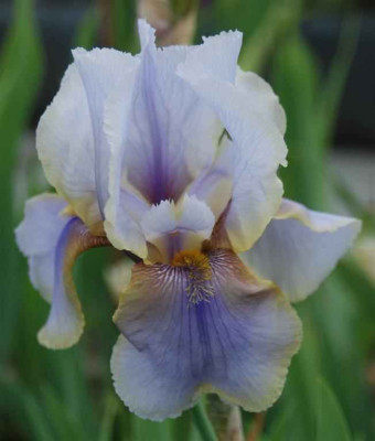 B3381b_Large.JPG