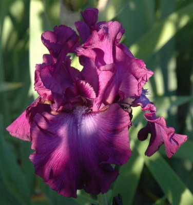 B3451a_Large.JPG