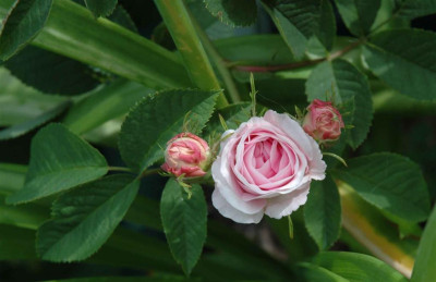 B3562a_Large.JPG