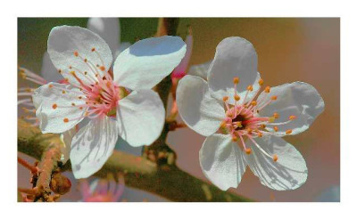 Blutpflaumenbluten_in_Licht_und_Schatten_03-04-05.jpg