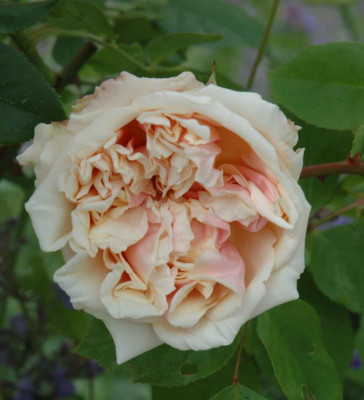 B3565a.JPG