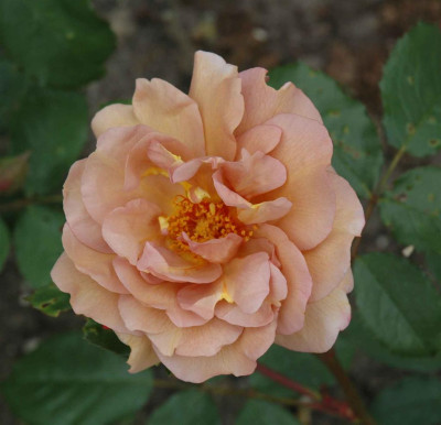 B3578a_Large.JPG