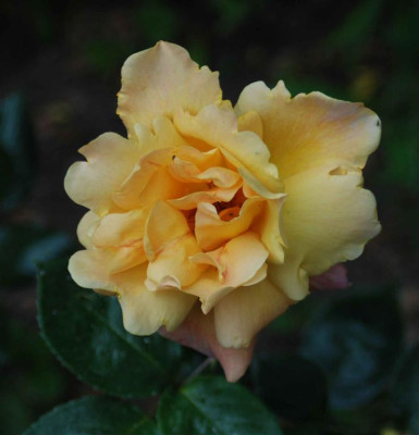 B3629a_Large.JPG