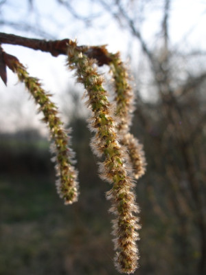 populus_tremula.jpg