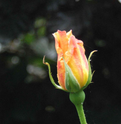B3630a_Large.JPG