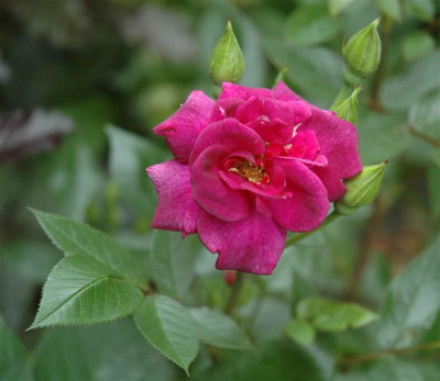 B3583b_Medium.JPG
