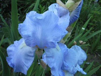 mai_Irisse_2010_003.jpg