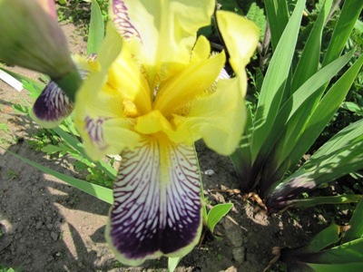 mai_Irisse_2010_016.jpg