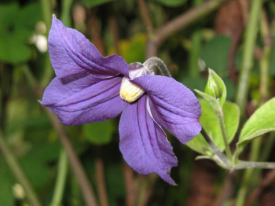 Clematis_durandii_1.JPG