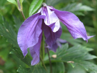 Clematis_integrifolia_Hybride_Sizaia_Ptitsa.JPG