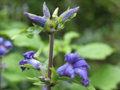 Clematis_Eclips.JPG