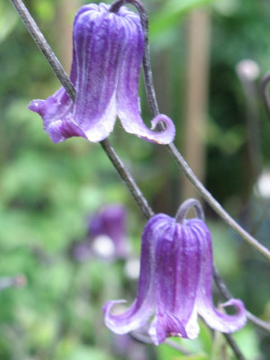 Clematis_Rooguchi1.JPG
