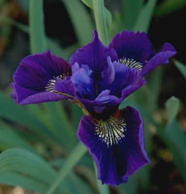 B3419a.JPG