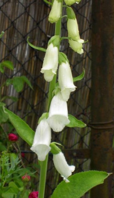 20040602_digitalis_snow_thimble.jpg