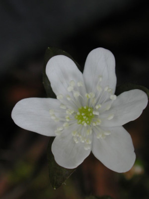 Hepatica_americana.jpg