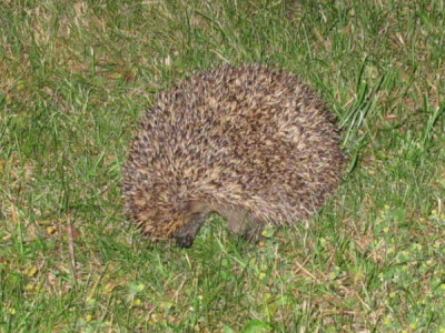 igel_halbkugel.jpg