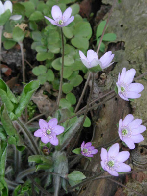 Hepatica_triloba_Mutter_mit_Kindern.jpg
