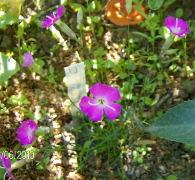 dianthus-sylvestris-040610.jpg