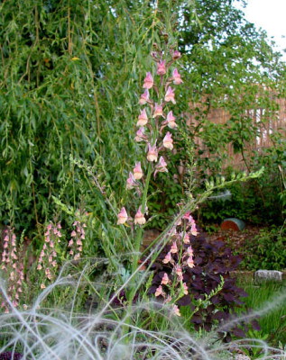 Linaria_peachy_k.jpg