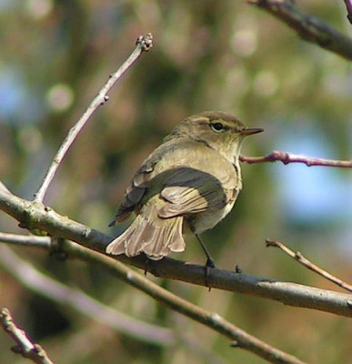Phylloscopus_collybita_-_Zilpzalp_07.jpg