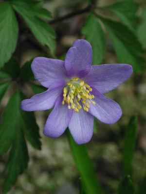 Anemone_nemorosa_Royal_Blue.jpg