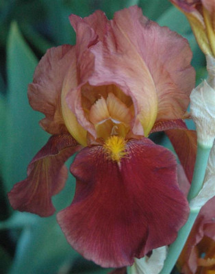 B3485a_Large.JPG