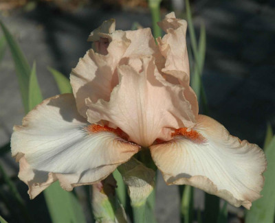 B3507a_Large.JPG