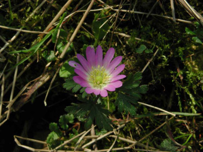Anemone_blanda_Rosea.jpg