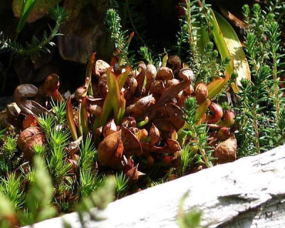 S.psittacina-2010.jpg